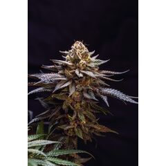 Gorilla Melon, Фасовка: 3